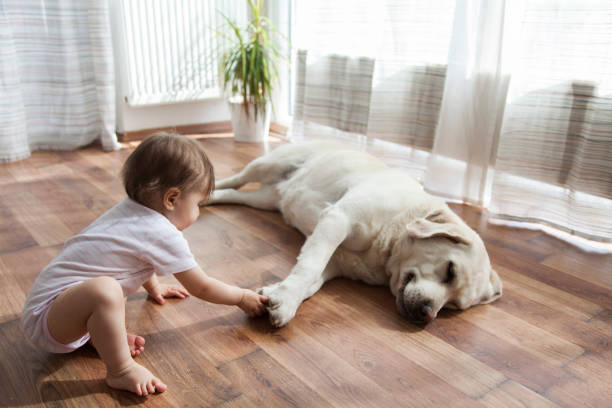 Kid playing with dog | Simple Flooring Solutions